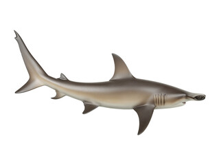 Obraz premium Hammerhead Shark Swimming Side View Isolated on Transparent Background
