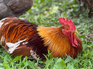 Colorful rooster resting on green grass close-up. Rural lifestyle, farming and domestic poultry in natural surroundings.
