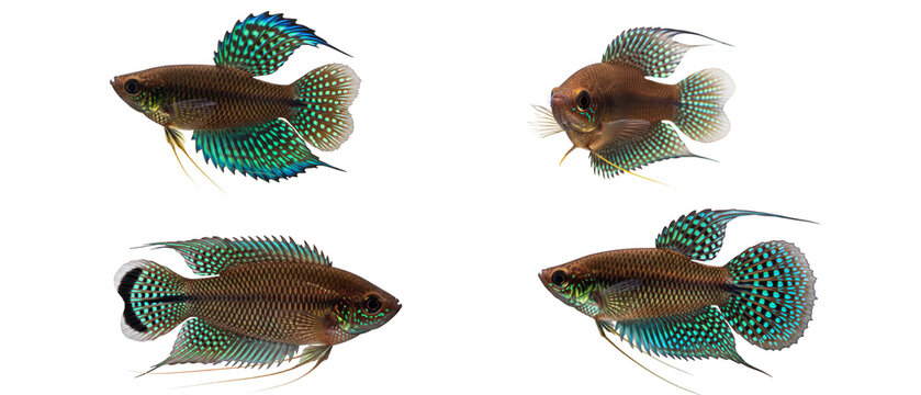 Collection of four wild betta imbellis fighting fish isolated on a clean white background.
