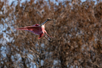Obraz premium Roseate spoonbill in flight with wings spread over blurred trees