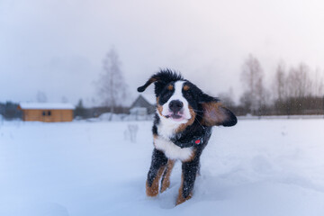 Happy Bernese Mountain Dog Playing in Snow © Jakub