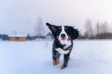 Happy Bernese Mountain Dog Playing in Snow © Jakub