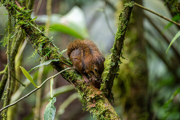 Wild brown squirrel eating a nut on a mossy tree branch surrounded by dense green foliage in a tropical rainforest environment. © Daylen
