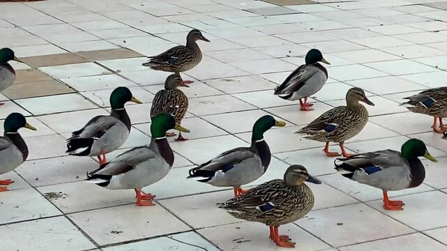 Drakes and ducks stroll leisurely along a city sidewalk near the beach. Mallorca, Spain.