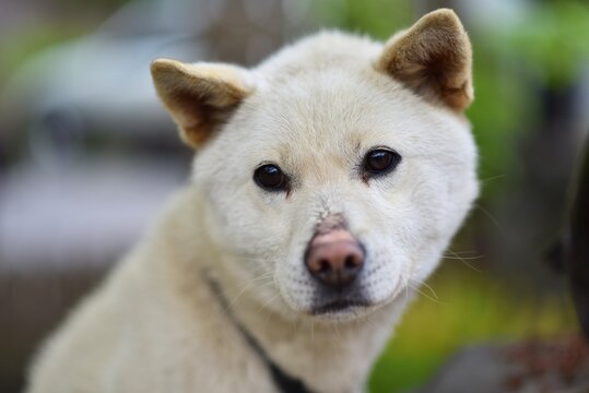Close up portrait of a loyal white Jindo dog looking at camera with gentle eyes