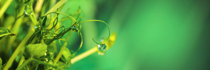 Water droplets on pea shoots in lush greenery