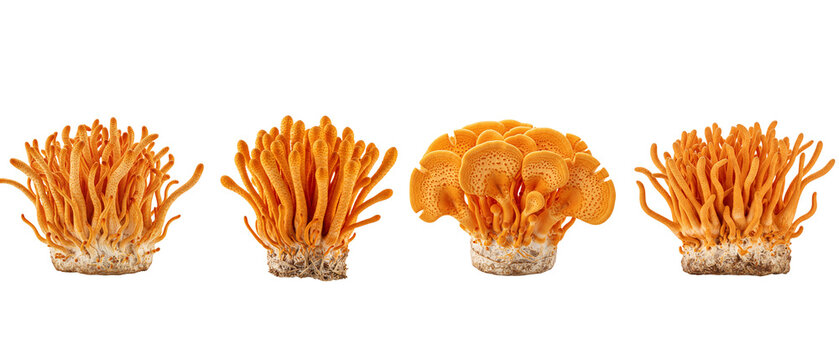 Fresh Cordyceps militaris mushroom also known as Ophiocordyceps sinensis isolated on white background.