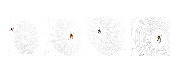 Minimalist fourpanel sequence of a spider descending on a thread.
