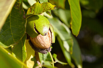 Walnut fruit hanging on a tree branch surrounded by green leaves, showcasing the outer shell and partially exposed nut in a natural setting © mikeosphoto