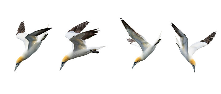 Sequence of a Northern Gannet in four different diving positions isolated on a white background.
