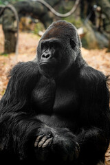 Fototapeta premium Gorilla looking sadly and sternly into the distance 