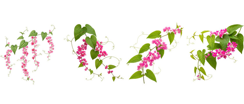 Set of beautiful pink Coral Vine or Mexican Creeper flowers with green leaves isolated on a white background.