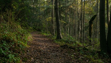 Path Through a Wooded Area With Sunlight and Greenery in a Forest During the Day