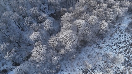 Aerial view of forest landscape, winter time with frozen white trees
