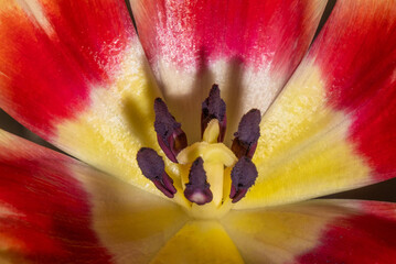 A macro photograph of the center of a red and yellow tulip flower, showcasing its reproductive parts stamens and the pistil