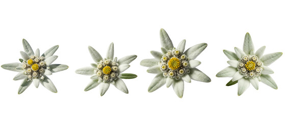 Set of four beautiful Edelweiss alpine flowers isolated on a white background.