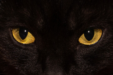 Close-up of the yellow eyes of a black cat