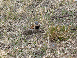 Sparrow standing on dry grass in natural environment. Wildlife, bird watching and outdoor observation of small animal species.