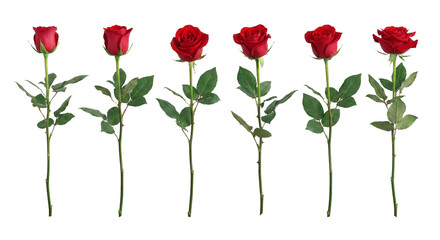 PNG image of&nbsp;Five perfect deep red hybrid tea roses with long green stems and visible thorns isolated on transparent background