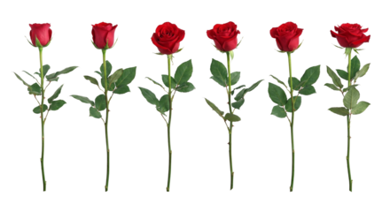 PNG image of Five perfect deep red hybrid tea roses with long green stems and visible thorns isolated on transparent background