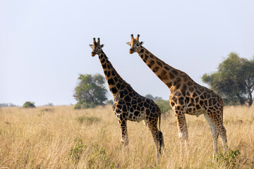 Obraz premium Giraffes in Savanna in safari on hot, sunny summer day. Wilderness of nature full of light brown bushes, grass and mountains in background. Wild space in South Africa where animals roam free
