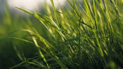 Lush green grass blades close-up