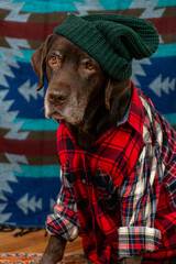 Labrador Retriever Dog in red shirt and green hat sits on floor with sad face against colored background. animals are like people, taking care of pet, posing, animal clothing. High quality photo