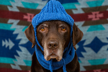 Labrador Retriever Dog in blue hat and scarf sits on floor with a sad face against colored background. animals are like people, taking care pet. purebred domestic animal clothing. High quality photo