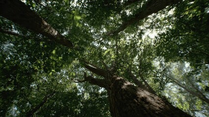 Fototapeta premium Looking Up Through a Canopy of Green Trees