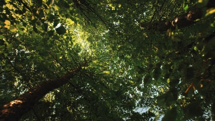 Fototapeta premium Looking Up at a Canopy of Green Leaves