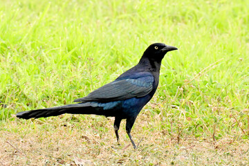 crow on the grass