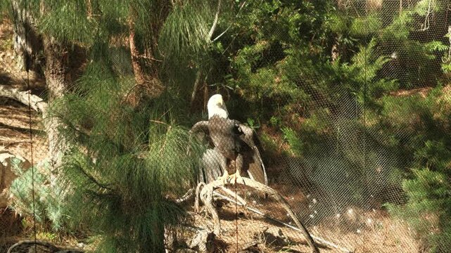 Bald eagle bird (Haliaeetus leucocephalus) injured in captivity at a zoo flapping its wings trying to fly