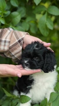 Woman gently holds a small Cavapoo puppy in her hands outdoors. The dog is black and white and sits amongst green foliage in the bright daylight