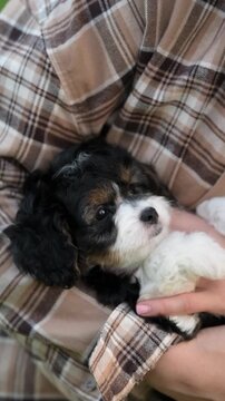 Person holds a small, multicolored Cavapoo puppy close. The puppy looks up at the camera. The background shows a person wearing a brown plaid shirt