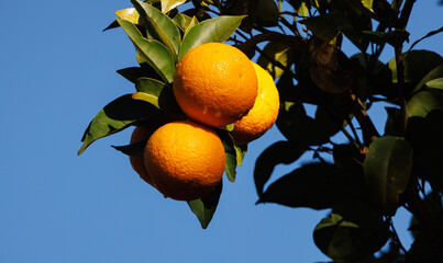 oranges accroch&eacute;es &agrave; l'oranger