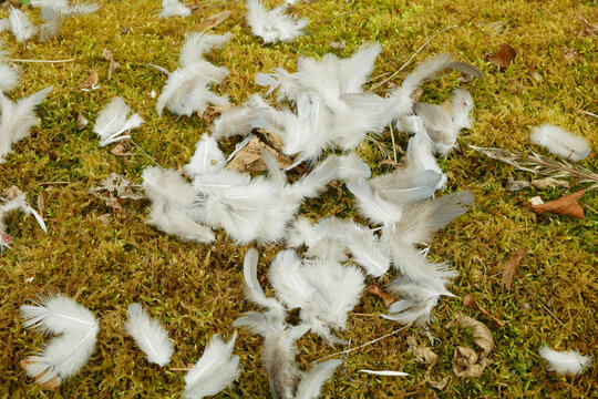 Predator common buzzard caught pigeon close range shot Buteo buteo white vaned and down birds feather scatter on the ground. Ornithology science, unique and complex integumentary found bird Europe