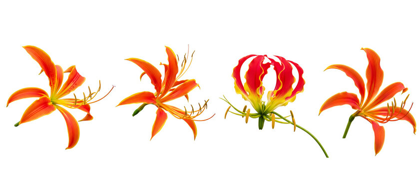 A beautiful collection of four Gloriosa lily flowers isolated on a white background.