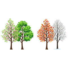 Obraz premium Tree Seasons: A visual representation of the changing seasons, with vibrant trees showcasing spring bloom, summer foliage, autumn hues, and winter bareness.