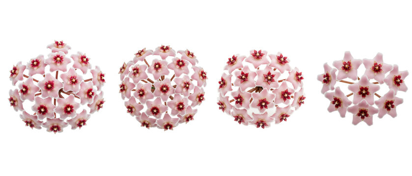 A beautiful collection of pink Hoya carnosa wax plant flowers isolated on a white background.