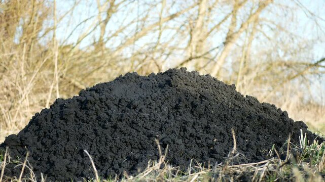 Mole Talpa europaea hole subterranean mammal black pile of soil on the grass, serving as organic gardening soil and ecosystem video. Digging was thrown onto the surface, underground breathing