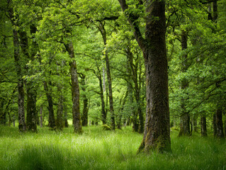 Obraz premium Tranquil green forest with sunlight filtering through thick trees illuminating lush grass under a vibrant canopy in a peaceful natural woodland setting