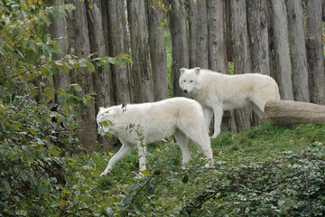 Fototapeta premium duo de loup blanc