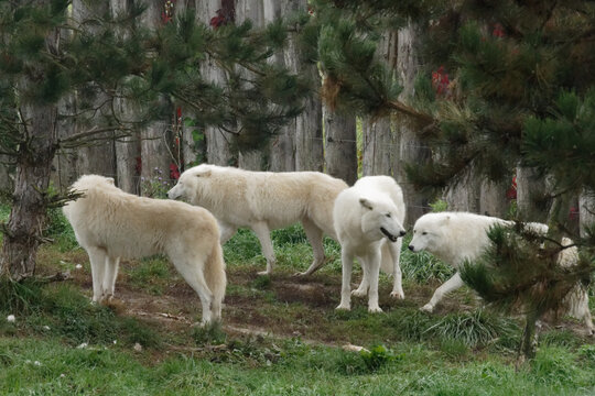 meute de loups blancs