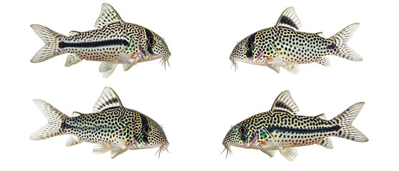 A collection of four Corydoras trilineatus catfish isolated on a pure white background.
