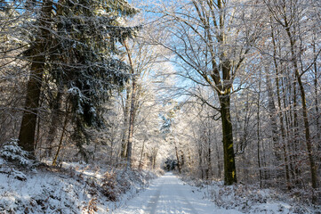 A forest path covered in snow on a cold winter day