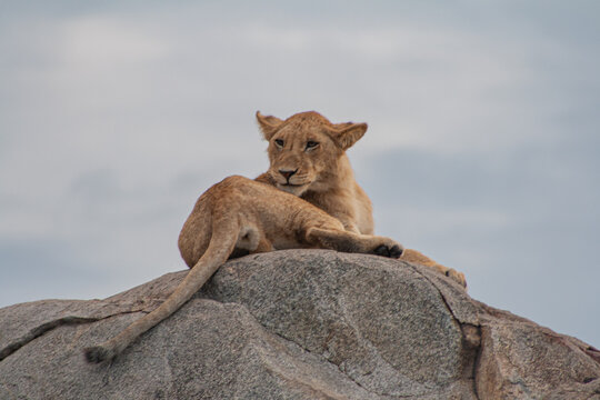 African lion resting on rocky kopje under open sky