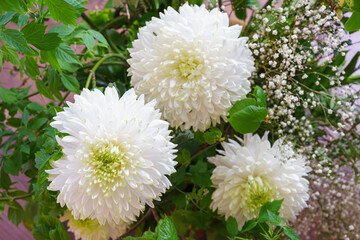Beautiful white chrysanthemum flowers with fresh green leaves in natural light. Elegant floral composition suitable for flower shop, seasonal design, wedding themes, greeting cards and nature concept