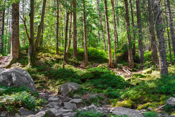 Peaceful woodland, green forest with tall pine and spruce trees, mossy ground, big stones and sun rays in summer day. Nature, travel, adverture, hiking, tranquility, and untouched beauty.