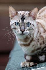 close up stray cat on the street