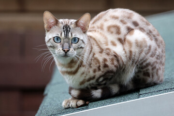 close up stray cat on the street